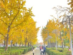 -三里屯东五街银杏大道