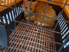 -博特宠物医院24h犬猫全科.骨科·异宠