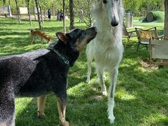 -爪吧宠物乐园 (温榆河示范区店)