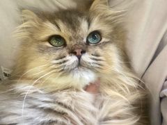 -柯斗斗主题餐厅·狗咖·围炉煮茶·茶饮(国瑞升平里店)