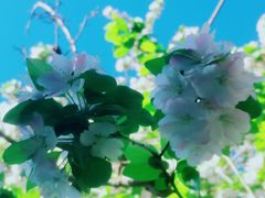 -海棠花溪(元大都城垣遗址公园)