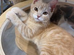 -楼上猫咖(罗湖店)