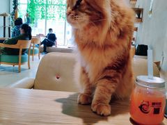 -藏猫猫咖啡主题馆(中央大道店)