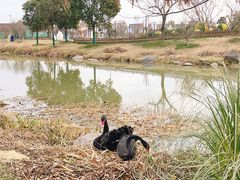 -荷兰花海