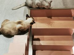 -猫儿山۰猫主题餐厅