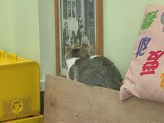 -瑞鹏宠物医院·宠保定点·心脏科·内科(御桥分院)