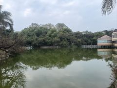 -金花茶公园