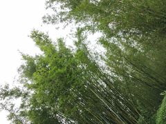 -广东茂名森林公园