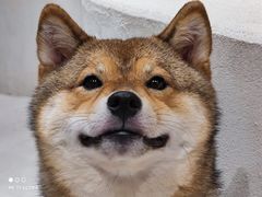 -柴务处·柴犬主题狗咖