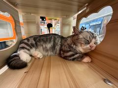 -三花喵·撸猫购宠·宠物生活馆(虹桥南丰城店)