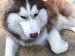-TrueLove @ Neverland (Husky Cafe)