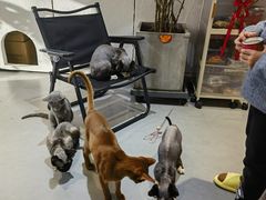 -琪喵猫屋·撸猫猫咖·猫舍