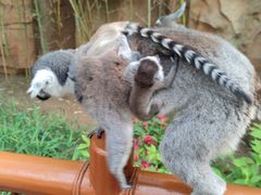 -北京野生动物园