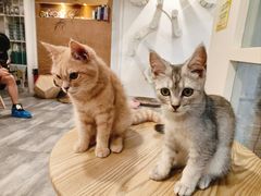 -楼上猫咖(罗湖店)