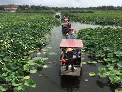 -荷塘月色湿地公园·向阳花洲