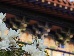 -皇罗禅寺