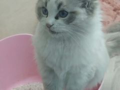 -青石桥花鸟鱼虫市场(叠翠城店)