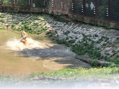 -横道河子东北虎林园
