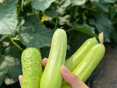 -庞各庄翠芳园西瓜蔬菜基地采摘园