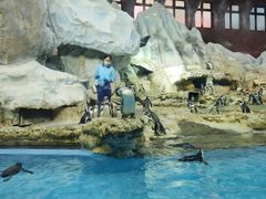 -帝企鹅自助餐厅•儿童岛•真企鹅(长隆企鹅酒店)