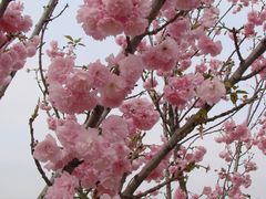 樱花-天适樱花悠乐园
