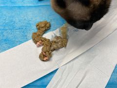 -纳吉亚猫专科动物诊疗中心(蒋宅口分院)