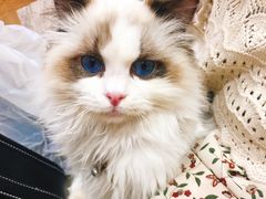 -藏猫猫咖啡主题馆(中央大道店)