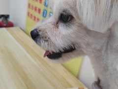 -全心全意连锁动物医院·微创中心·内科急重症·心脏专科(丰管路店)