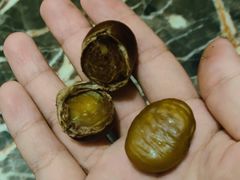 -陈记栗子(长宁路店)