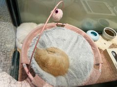 -momokira米努特·德文卷毛猫·棉花面纱犬