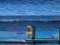 -海合安成都极地海洋公园