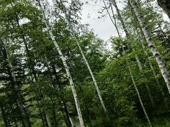 -五营红松林海景区