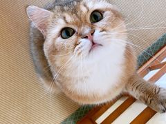 -猫在这儿猫咪咖啡馆·撸猫馆