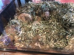 -藦茜花园宠物主题亲子互动体验馆(国顺东路店)
