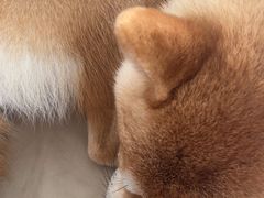 -怪兽屋·羊驼·猫咖·狗咖(俊华广场店)