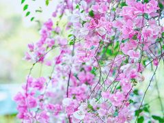 -深圳国际园林花卉博览园