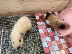 -神奇动物撸宠馆·羊驼·小浣熊·异宠(豫园店)