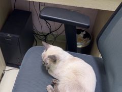 -天宠宠物医院24小时·急重症诊疗中心·全科·腔镜特色(和平分院)