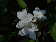 -南宁良凤江国家森林公园