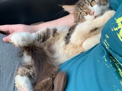 -猫大福·Fortune Cat猫舍(百子湾店)