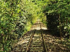 -合肥滨湖国家森林公园