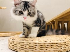 -飞行喵MR PILOT|猫舍·猫咖(静安大融城店)
