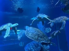 -太平洋海底世界