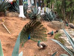 -昆明动物园