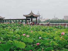 -莲花池公园