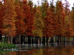 -白鹭湾湿地公园