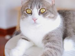 -Catmate·猫肥家润(金润铂宫店)