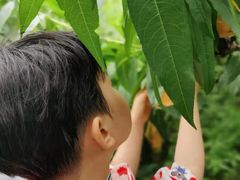 -南汇新场正宗水蜜桃采摘