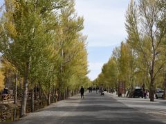 -金塔沙漠胡杨林景区