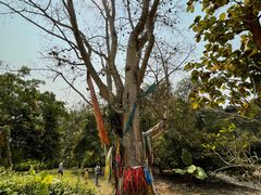 -中国科学院西双版纳热带植物园